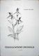 �eskoslovensk� orchideje
